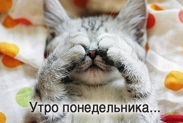 Открытка доброе утро по дням недели, доброе утро понедельника,котёнок Картинка,открытка с добрым утром дни недели,открытки,открытка с пожеланиями доброго утра понедельника,картинка,картинки с добрым утром понедельник скачать бесплатно