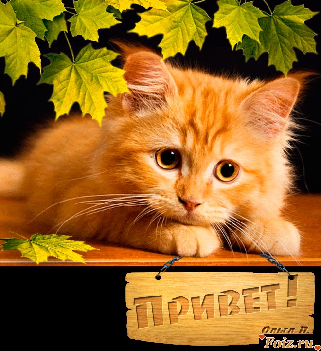 Открытка картинка привет,приветствие,передать привет,приветик Открытки картинки с приветствием,передать привет ,приветик,привет,открытка яркая привет,картинка красивая привет,приветик,передаю привет открытки скачать бесплатно