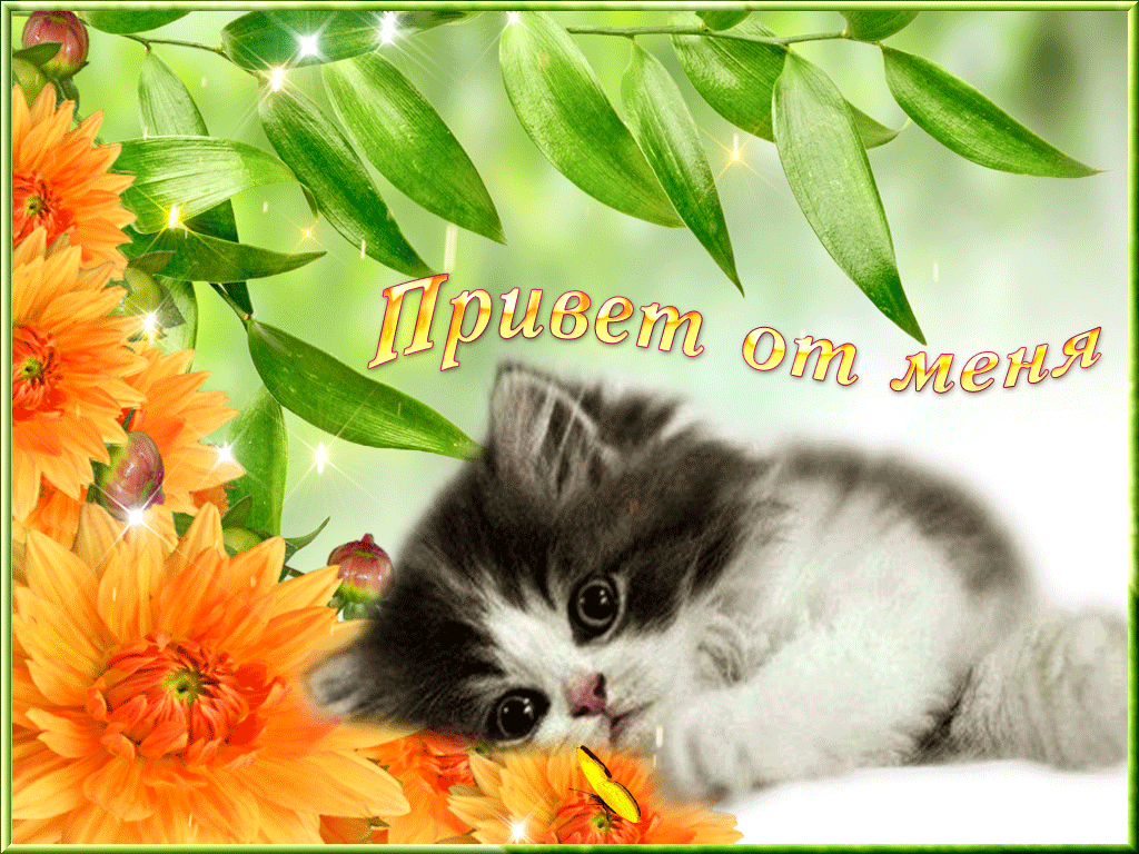 Открытка картинка гиф ,мерцающая привет,приветсвие,передать привет Открытка открытки гиф приветствие,привет,передаю привет картинки анимированные,мерцающие открытки привет,приветик,передаю привет,яркие открытки картинки гиф привет