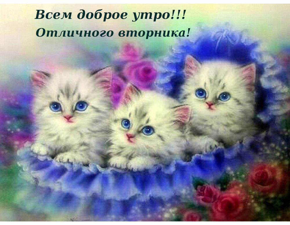 Открытка красивая доброе утро по дням недели, доброе утро вторника,три котёнка Картинка,открытка доброе утро вторника,открытки,открытка с добрым утром вторник,картинки,открытки вторник с добрым утром,яркие открытки с пожеланиями доброго утра вторника