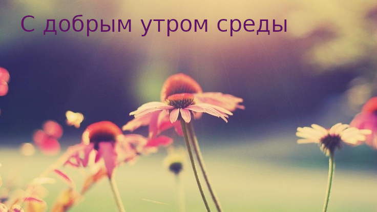 Открытка с пожеланиями доброго утра среды,с  добрым утром среда. Картинка,картинки с добрым утром среда,открытки открытка доброе утро среда,картинка,открытка красивая,яркая среда,доброе утро,дни недели,среда утро скачать бесплатно