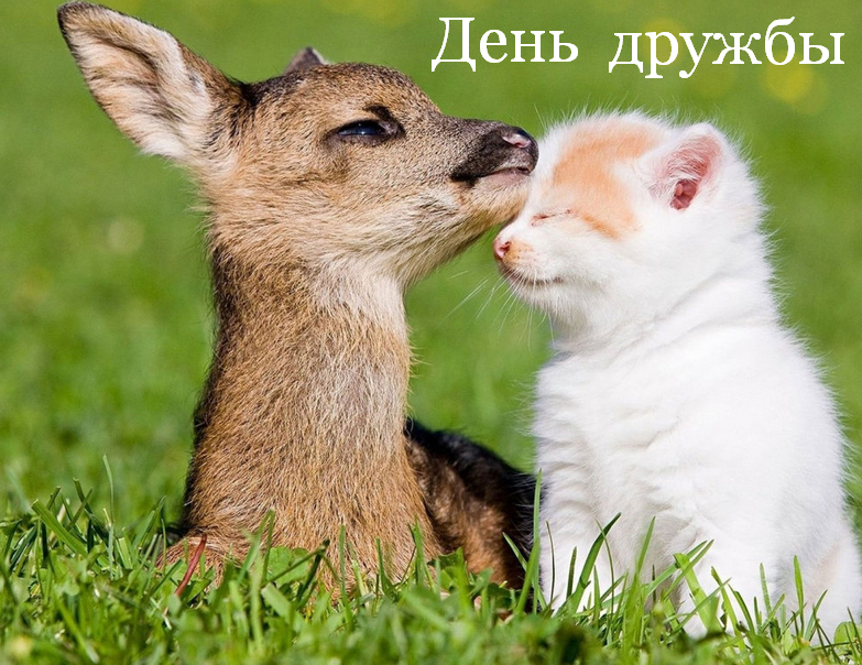 Открытка с поздравлениями на день дружбы,картинка с днём дружбы,оленёнок и котёнок Картинка открытка день дружбы,поздравить с днём дружбы,открытки на день дружбы,красивые поздравления с днём дружбы,яркие картинки с днём дружбы скачать бесплатно
