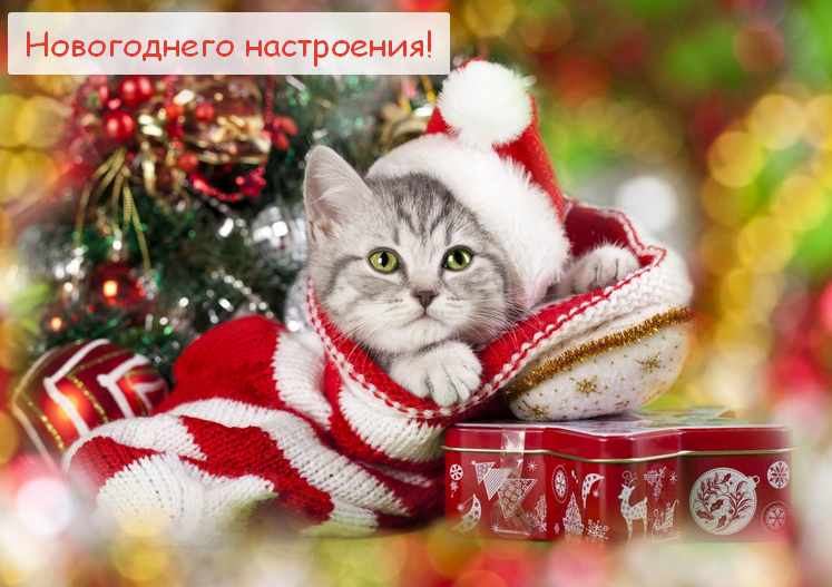 Открытка с пожеланиями новогоднего настроения,новогоднее настроение,котёнок Открытка картинка открытки картинки новогоднее настроение,пожелания новогоднего настроения,праздничного настроения,открытка картинка новогоднего настроения скачать