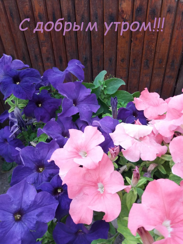 Открытка доброе утро,с добрым утром,пожелания доброго утра . Открытка открытки доброе утро, яркие , красивые картинки с добрым утром , пожелать доброго утра картинки открытки с добрым утром , доброе утро скачать бесплатно