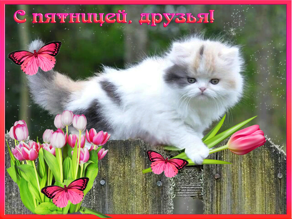 Открытка с пожеланиями доброго утра пятницы,доброе утро пятница Открытки,открытка с добрым утром пятница,красивые картинки,открытки пятница доброе утро,картинка,открытка с пятницей,с добрым утром,пятница доброе утро скачать 