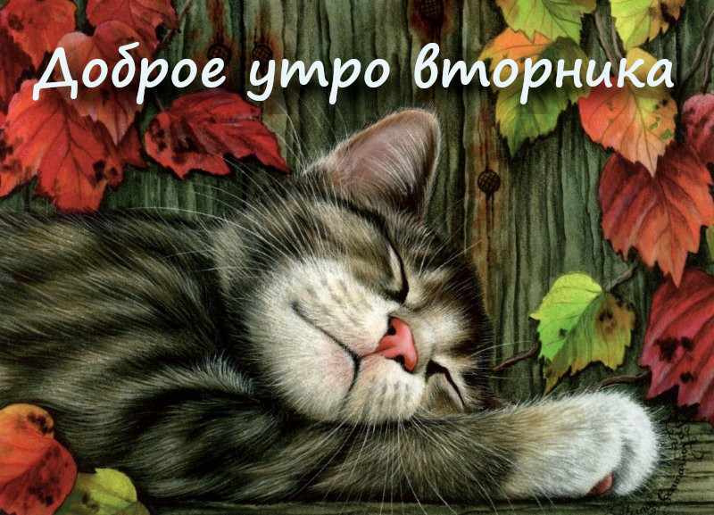 Открытка красивая доброе утро по дням недели, доброе утро вторника Картинка,открытка доброе утро вторника,открытки,открытка с добрым утром вторник,картинки,открытки вторник с добрым утром,яркие открытки с пожеланиями доброго утра вторника