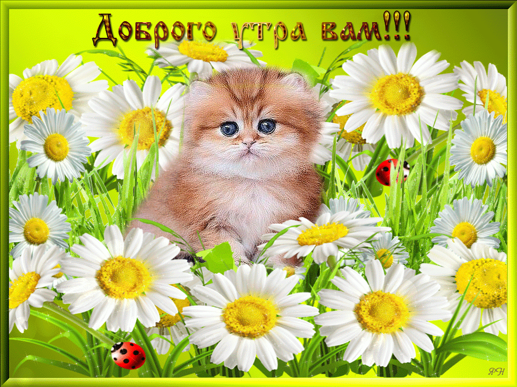 Открытка с добрым утрои,пожелания доброго утра,красивая открытка доброе утро Открытка открытки с добрым утром, яркие открытки картинки с пожеланиями доброго утра,с добрым утром открытки , красивая картинка доброе утро скачать бесплатно .