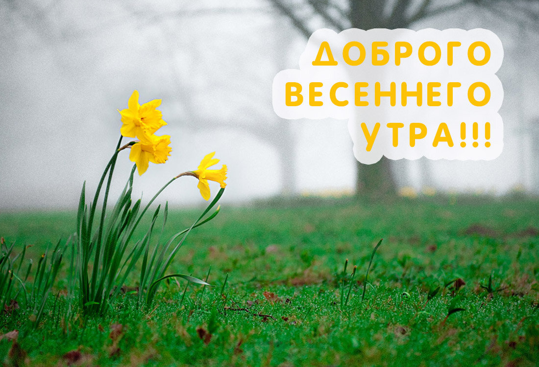 Открытка доброе весеннее утро,с добрым весенним утром,весеннее утро Картинка открытка доброе утро весны,с добрым весенним утром,весна доброе утро,картинки открытки с добрым весенним утром,весеннее доброе утро скачать бесплатно .
