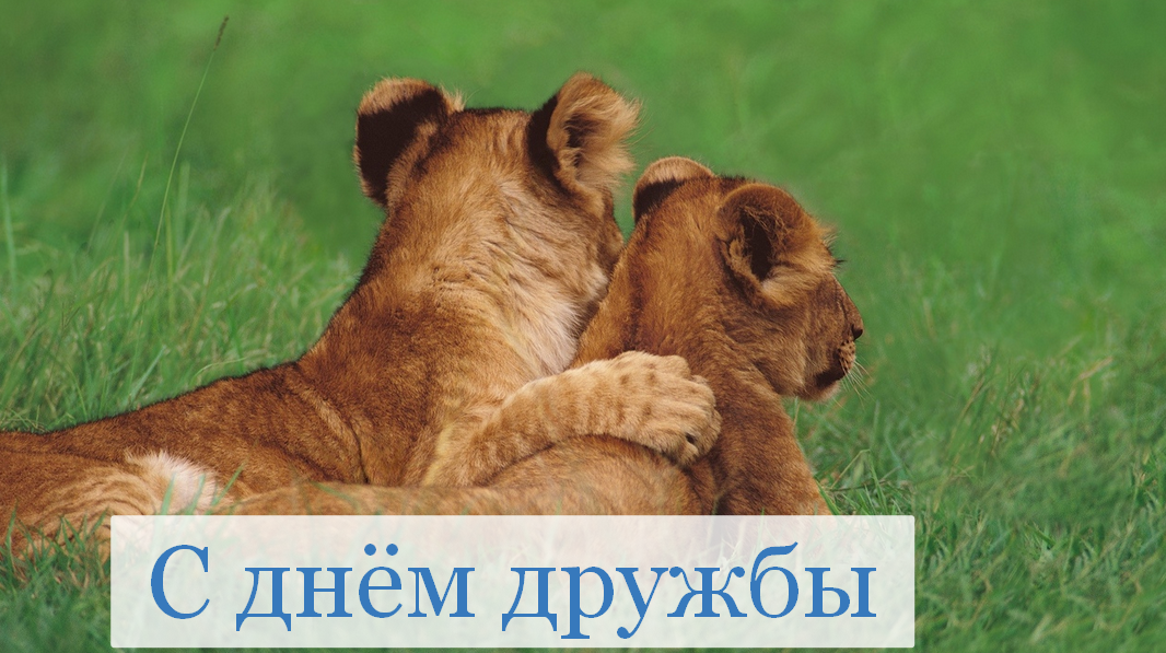 Открытка с поздравлениями на день дружбы,картинка с днём дружбы,пара львов Картинка открытка день дружбы,поздравить с днём дружбы,открытки на день дружбы,красивые поздравления с днём дружбы,яркие картинки с днём дружбы скачать бесплатно