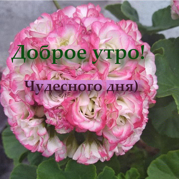 Открытка доброе утро,пожелания с добрым утром,красивая герань Открытки открытка картинки картинка с добрым утром,доброе утро,красивая открытка цветок герани розовый с добрым утром,чудесного дня,открытка доброе утро чудесного дня