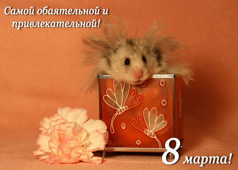 Открытки на 8 марта прикольные,смешные с 8 марта поздравления Открытки картинки открытка картинка с праздником 8 марта прикольные,юмористические,смешные открытки с поздравлениями с 8 марта,прикольная картинка открытка на 8 марта