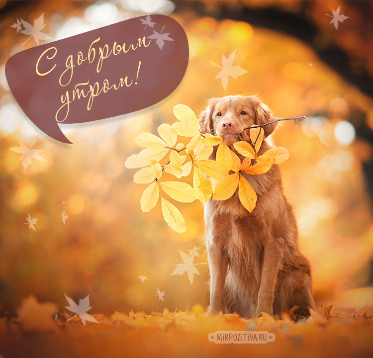 Открытки доброго осеннего утра,пожелания доброго утра осени . Открытки картинки с добрым осенним утром ,доброго осеннего утра,картинки картинка с пожеланиями доброго утра осени,доброго осеннего утра,красивые,осенние открытки доброе утро