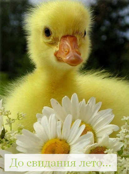 Открытка последний день лета,с последним днём уходящего лета Открытка картинка открытки картинки с последним днём лета,последний день лета,открытка картинка последний день лета,прощай лето,до свидания лето,конец лета открытки