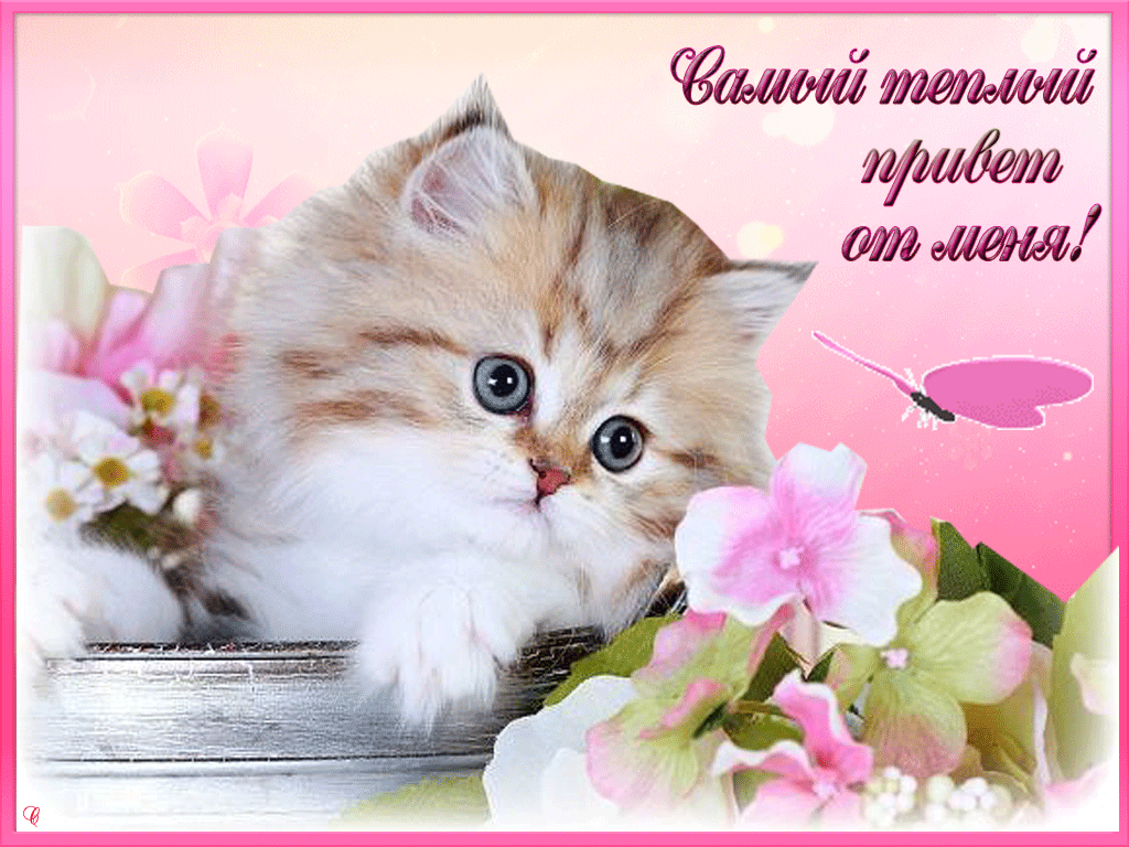 Открытка картинка гиф ,мерцающая привет,приветсвие,передать привет Открытка открытки гиф приветствие,привет,передаю привет картинки анимированные,мерцающие открытки привет,приветик,передаю привет,яркие открытки картинки гиф привет