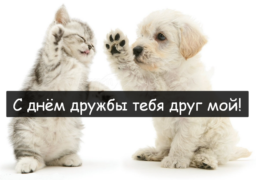 Открытки день дружбы,с днём дружбы,картинки на день дружбы,котёнок и щенок Открытки открытка с днём дружбы,день дружбы,поздравления на день дружбы,красивые открытки с днём дружбы,яркие поздравления на день дружбы,картинка с днём дружбы