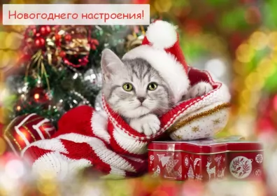 Открытки новогоднее настроение Открытка с пожеланиями новогоднего настроения,новогоднее настроение,котёнок