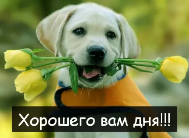 Хорошего дня Открытка картинка хорошего дня красивая открытка с пожеланиями хорошего дня