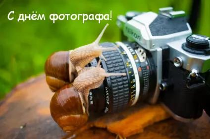 Открытки на день фотографа Открытка картинка день фотографа,праздником день фотографа,улитки