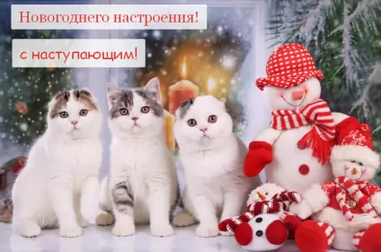 Открытки новогоднее настроение Открытка с пожеланиями новогоднего настроения,новогоднее настроение