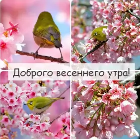 Доброе весеннее утро Открытка доброе весеннее утро,с добрым весенним утром,весеннее утро