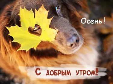 Доброе  осеннее утро Открытка с добрым осенним утром,доброе утро осени,доброе утро осень,собака