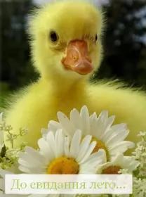 Открытки с последним днём лета Открытка последний день лета,с последним днём уходящего лета