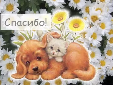 Открытки спасибо Открытки спасибо,благодарю,красивая открытка с надписью спасибо,щенок,котёнок