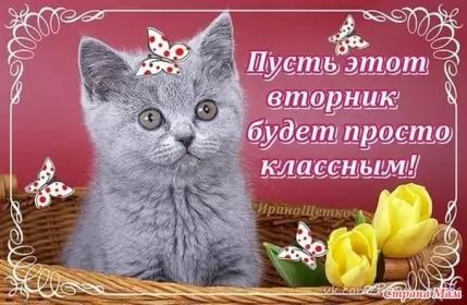 Вторник Открытка с котом
