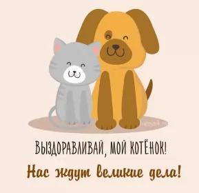 Открытки выздоравливай Открытки выздоравливай ,пожелания скорейшего выздоравления,кот и собака