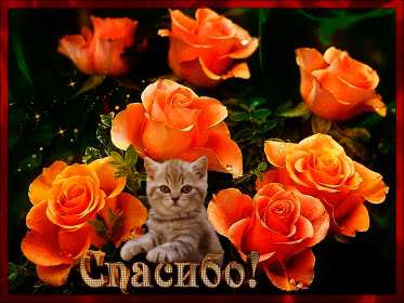 Открытка гиф,мерцающая спасибо,открытка гиф с надписью спасибо,котик Открытки открытка гиф,анимационная с надписью спасибо,мерцающая открытка спасибо,большое спасибо,спасибо тебе огромное,открытки картинки гиф спасибо,благодарю .