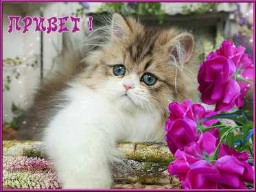 Открытка картинка гиф ,мерцающая привет,приветсвие,передать привет Открытка открытки гиф приветствие,привет,передаю привет картинки анимированные,мерцающие открытки привет,приветик,передаю привет,яркие открытки картинки гиф привет