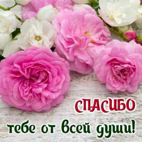 Открытки спасибо,благодарю,красивая открытка с надписью спасибо Открытка,открытки с надписью спасибо,большое тебе спасибо картинки открытки,яркие открытки спасибо,слова благодарности,открытки картинки спасибо,спасибки скачать