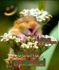 Открытки первый день весны,поздравления с первым весенним днём,хамяк Картинки открытки с первым днём весны,первое марта,открытка открытки с наступлением весны 1 марта,поздравления с весной,с первым марта,открытка с весной скачать