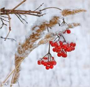 Открытки с первым снегом,первый снег,выпал первый снег,снежок Открытка открытки картинка картинки с первым снегом,с выпадением первого снега,снежка,первые снежинки,открытки снежные с первым снегом,первый снег скачать бесплатно