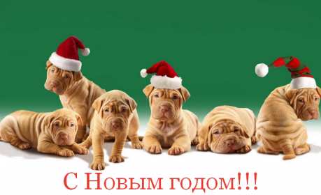 Открытка новогодняя прикольная с новым годом ,на новый год.  Открытка картинка открытки картинки прикольные на новый год,новогодние с новым годом,поздравления с юмором на новый год  31 декабря ,смешные с новым годом скачать