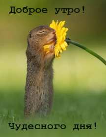 Открытка доброе утро,с добрым утром,пожелания доброго утра . Открытка открытки доброе утро, яркие , красивые картинки с добрым утром , пожелать доброго утра картинки открытки с добрым утром , доброе утро скачать бесплатно