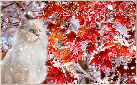 Открытки с первым снегом,первый снег,выпал первый снег,снежок Открытка открытки картинка картинки с первым снегом,с выпадением первого снега,снежка,первые снежинки,открытки снежные с первым снегом,первый снег скачать бесплатно