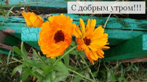 Открытка доброе утро , с добрым утром ,пожелания доброго утра,забор,цветы Открытка картинка открытки картинки красивые с добрым утром,с пожеланиями доброго утра,яркая открытка картинка с добрым утром ,доброго утра скачать бесплатно .
