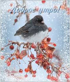 Открытка картинка с морозным добрым утром,зимнее доброе утро Открытка открытки картинка картинки с пожеланиями доброго морозного утра,утречка,с добрым морозным утром,открытка картинка доброе утро морозное,доброе зимнее утро