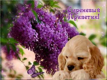 Открытка картинка гиф ,мерцающая привет,приветсвие,передать привет Открытка открытки гиф приветствие,привет,передаю привет картинки анимированные,мерцающие открытки привет,приветик,передаю привет,яркие открытки картинки гиф привет