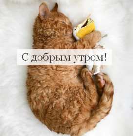 Открытка доброе утро , с добрым утром ,пожелания доброго утра Открытка картинка открытки картинки красивые с добрым утром,с пожеланиями доброго утра,яркая открытка картинка с добрым утром ,доброго утра скачать бесплатно . 