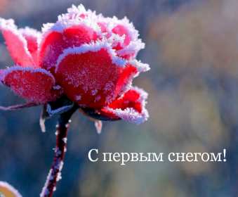 Открытки с первым снегом,первый снег,выпал первый снег,снежок Открытка открытки картинка картинки с первым снегом,с выпадением первого снега,снежка,первые снежинки,открытки снежные с первым снегом,первый снег скачать бесплатно